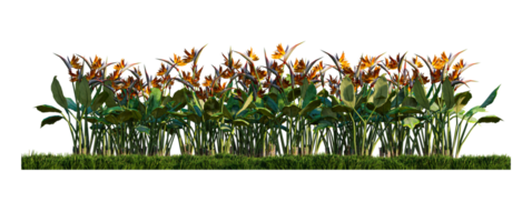 una imagen en 3d de pájaros del paraíso en un campo de hierba verde png