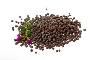semillas de mostaza negra sobre fondo blanco foto