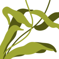 decorative Aesthetic Leaf png