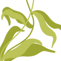 decorative Aesthetic Leaf png