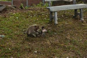 mono salvaje al aire libre foto