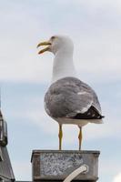 gaviota afuera foto