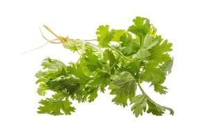 Coriander on white background photo