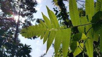 Textured leaf background. Photo of simple leaf texture in the forest.