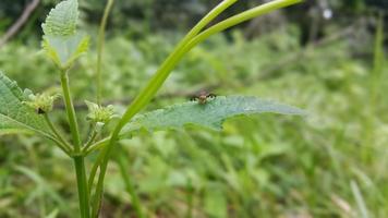 Small insects perched on leaves. Simple photo in the forest.