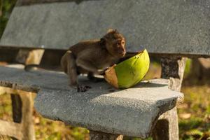 Wild monkey outside photo
