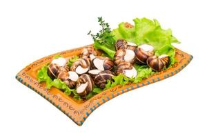 Escargot in a bowl on white background photo