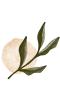 Aesthetic flower plant leaves png