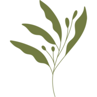 feuilles de plantes à fleurs esthétiques png