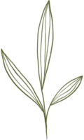 Aesthetic flower plant leaves