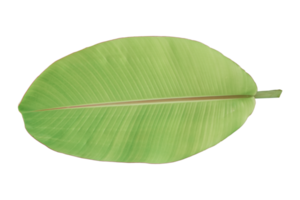 grünes Bananenblatt isoliert auf weißem Hintergrund. png