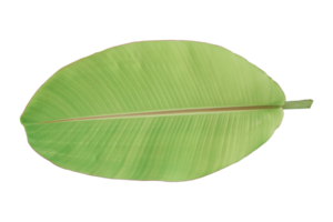 hoja de plátano verde aislada sobre fondo blanco. png