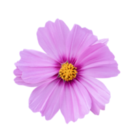 Cosmos flower Isolated on a white background. png