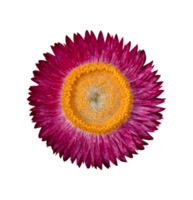 strobloem, xerochrysum bracteatum bloem geïsoleerd png