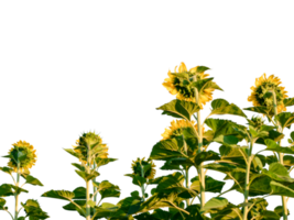 Sunflower with leaf isolated. dicut from real photos png