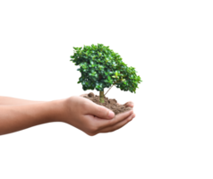 Tree plant in hand isolated. Dicut photos. png