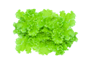 Green lettuce leaves, salad isolated png