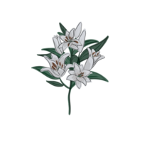 White canna lily flower Pro png