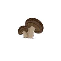 desenho de cogumelo shiitake png