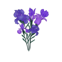 flores de iris florecientes png