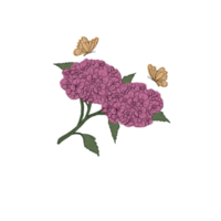 mano disegno rosa ortensia fiore e farfalla professionista png