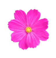 fleur de cosmos isolée sur fond blanc. png