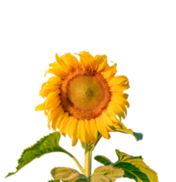 Sunflower with leaf isolated. dicut from real photos png
