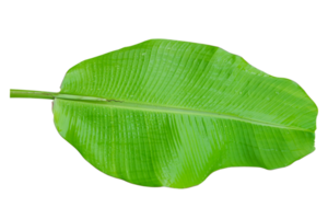 Green banana leaf isolated on white background. png