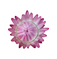 Strawflower, Xerochrysum bracteatum flower isolated png