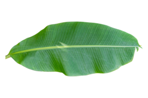 hoja de plátano verde aislada sobre fondo blanco. png