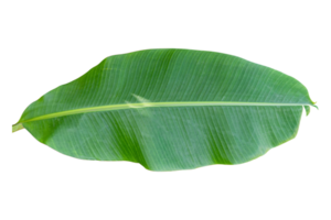 Green banana leaf isolated on white background. png