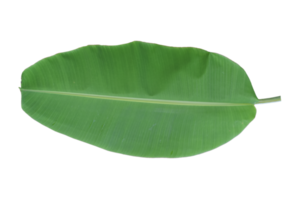 Green banana leaf isolated on white background.