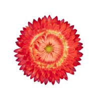 strohblume, xerochrysum bracteatum blume isoliert png