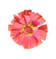Zinnia-Blume isoliert. dicut Fotos png