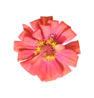 flor de zinnia aislada. fotos dicut png