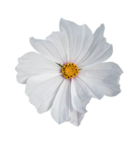 Cosmos flower Isolated on a white background. png