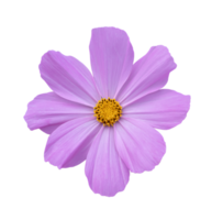Cosmos flower Isolated on a white background. png