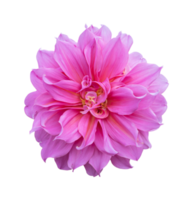 skön dahlia blomma isolerat. dicut foton png