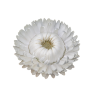 Strawflower, Xerochrysum bracteatum flower isolated png