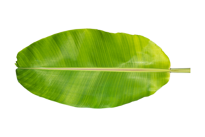 Green banana leaf isolated on white background.