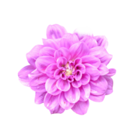 hermosa flor de dalia aislada. fotos dicut png