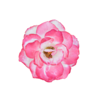 fleur rose isolée. dicut vraie photo png