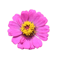 Zinnia flower isolated. dicut photos png