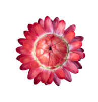 Strawflower, Xerochrysum bracteatum flower isolated png