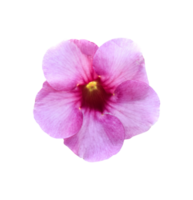 Pink flower, Allamanda Cathartica isolated. dicut real photo png