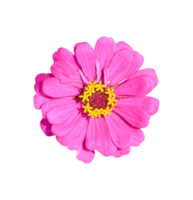 zinnia blomma isolerat. dicut foton png