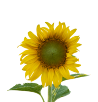 Sunflower with leaf isolated. dicut from real photos png