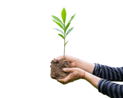 planta de árbol en la mano aislada. fotos recortadas. png