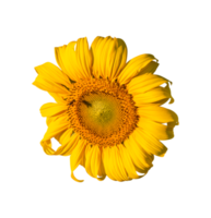 Sunflower with leaf isolated. dicut from real photos png