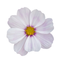 fleur de cosmos isolée sur fond blanc. png